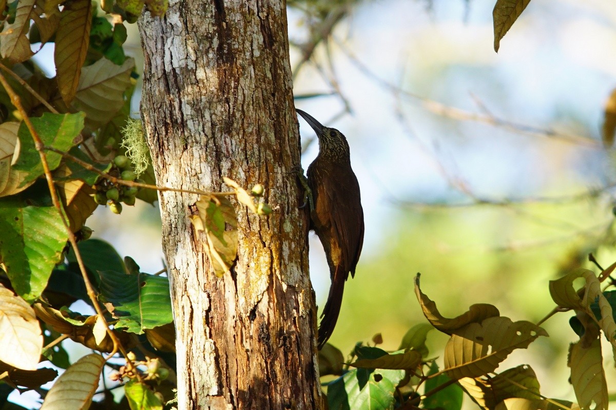 Strong-billed Woodcreeper - ML274170131