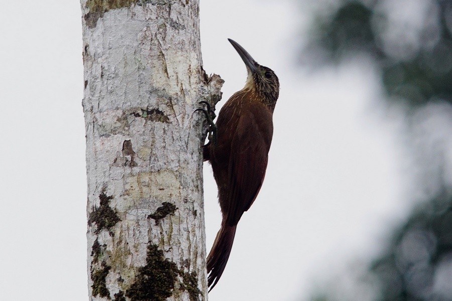 Strong-billed Woodcreeper - ML274170201