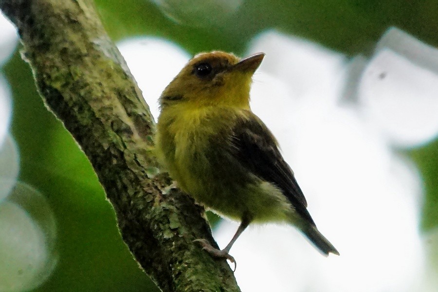 Yellow-throated Spadebill - ROYAL FLYCATCHER /Kenny Rodríguez Añazco