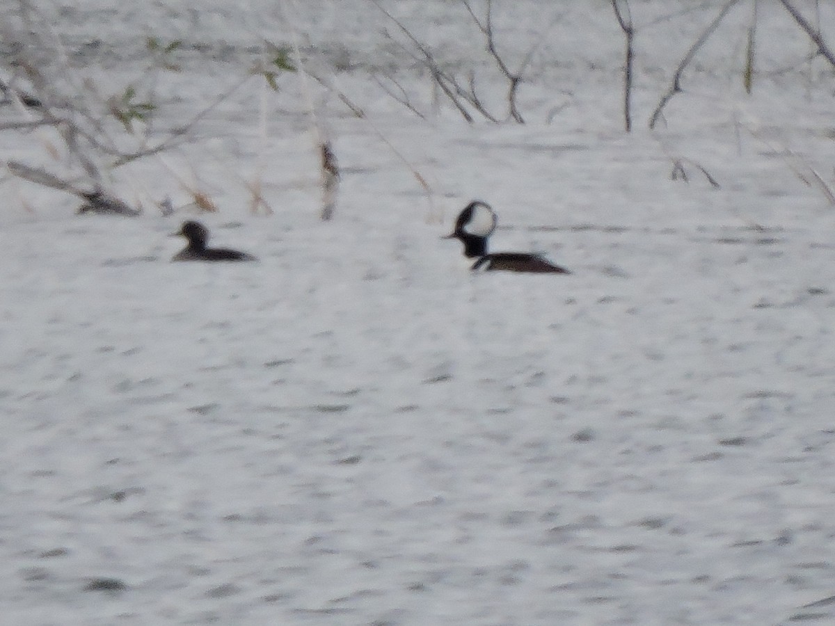 Hooded Merganser - Melody Walsh