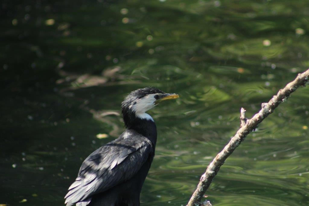 Little Pied Cormorant - ML274171431