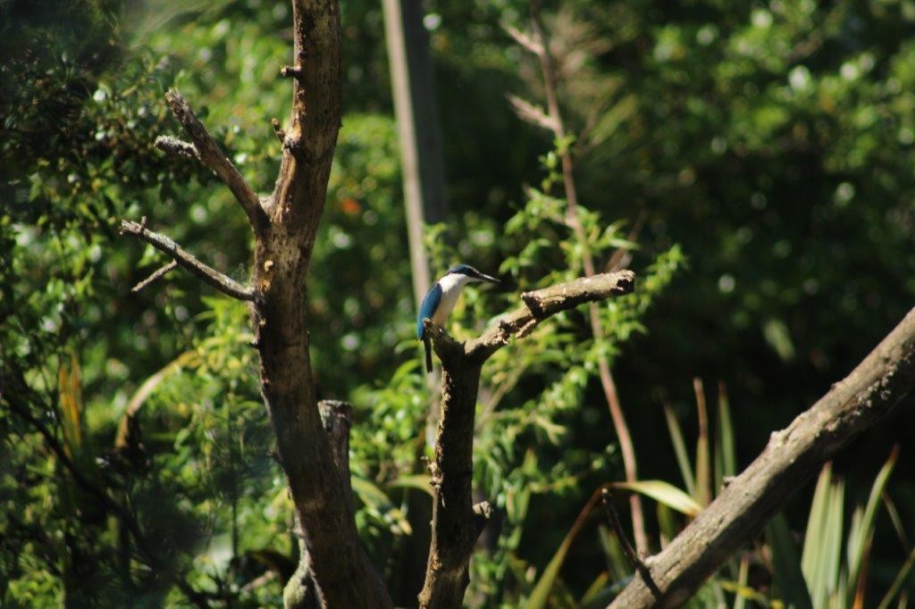 Sacred Kingfisher - ML274171461