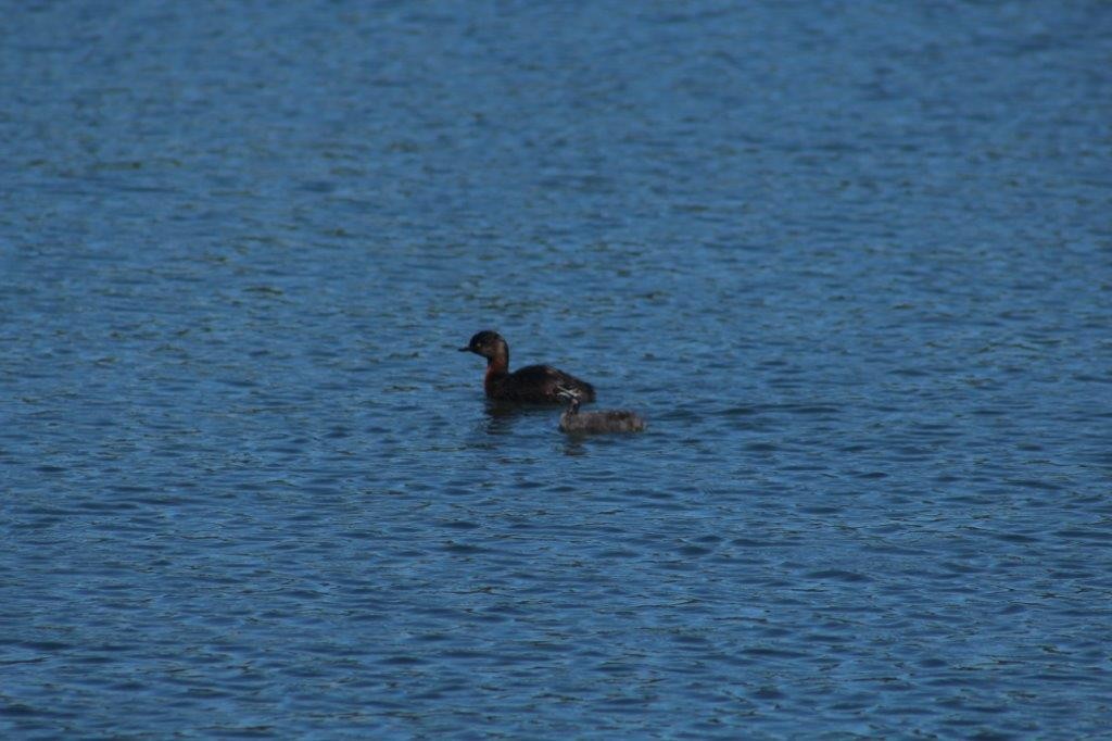 New Zealand Grebe - Liam Ballard