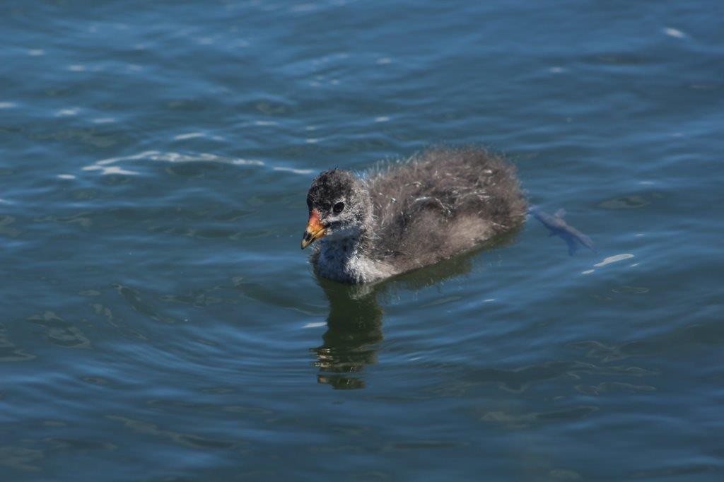 Eurasian Coot - ML274171721