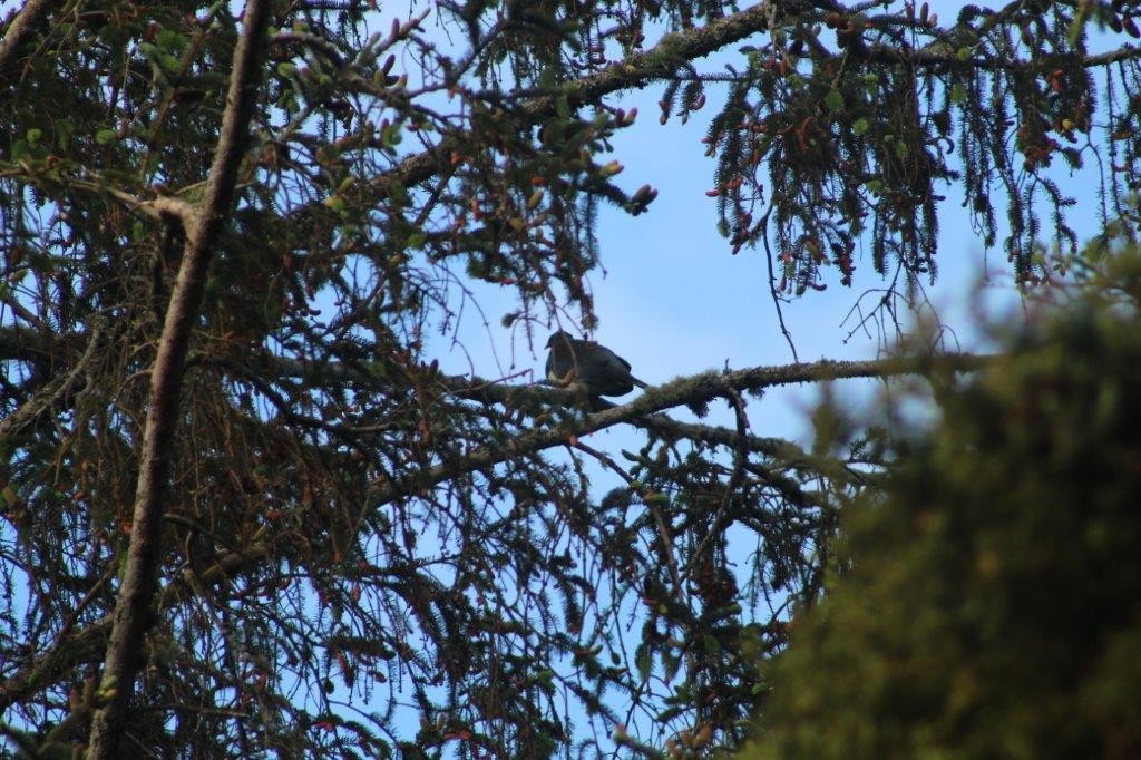 New Zealand Pigeon - ML274172051