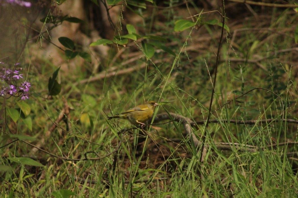 European Greenfinch - ML274172091