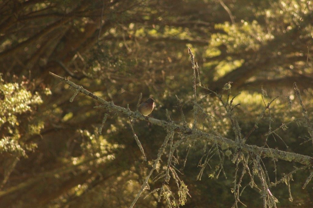 פרוש מצוי - ML274172131