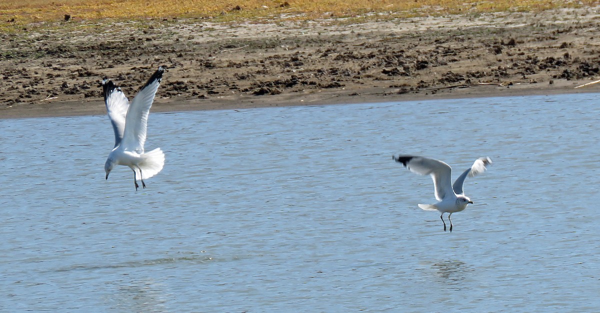 Ring-billed Gull - ML274172231