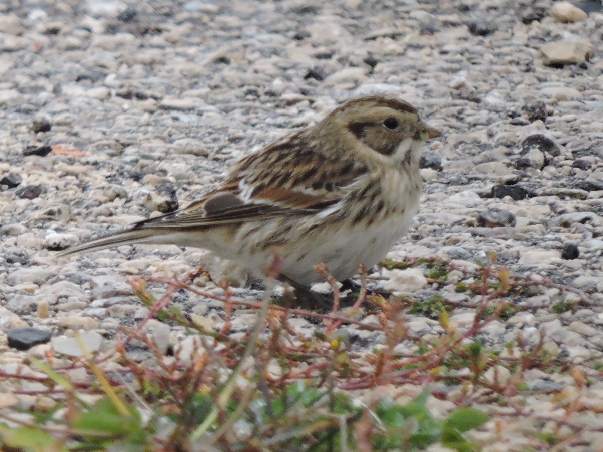Lapland Longspur - Melody Walsh