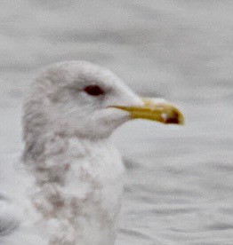 California Gull - ML274172941