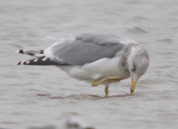 California Gull - Richard Gibbons