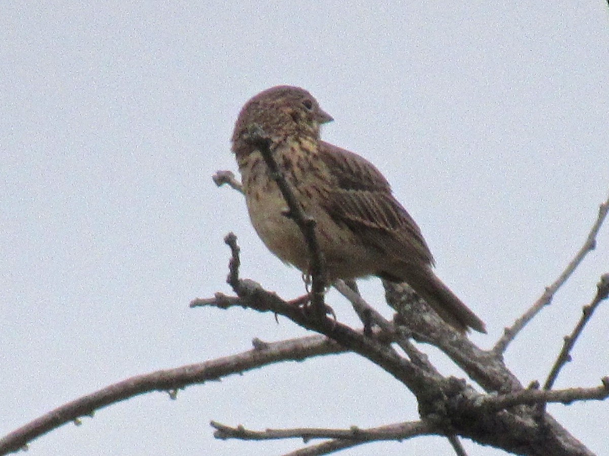 Vesper Sparrow - ML27417311