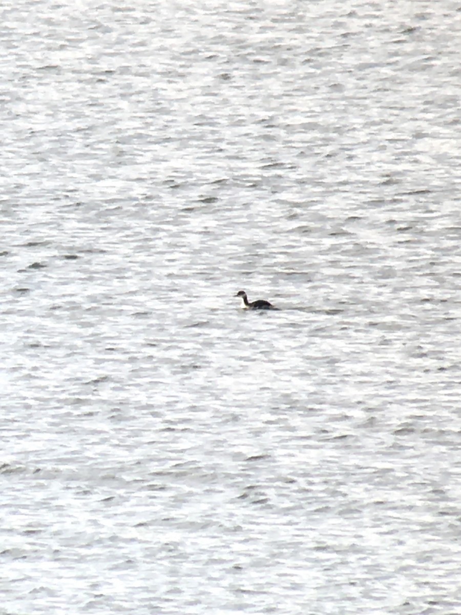 Horned Grebe - ML274173201