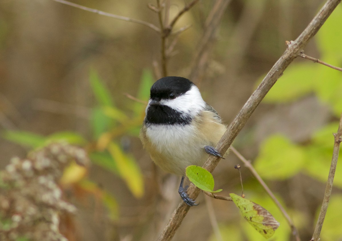 Black-capped Chickadee - ML274174921