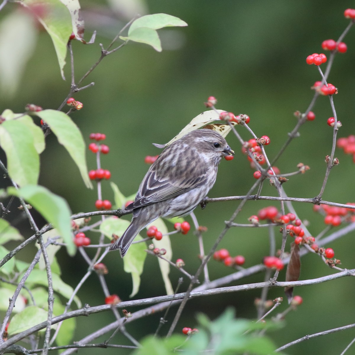 Purple Finch - ML274177291