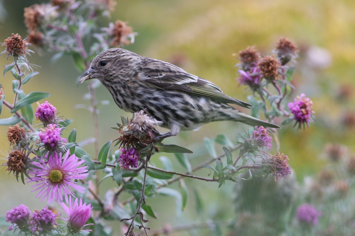 Pine Siskin (Northern) - ML274177561