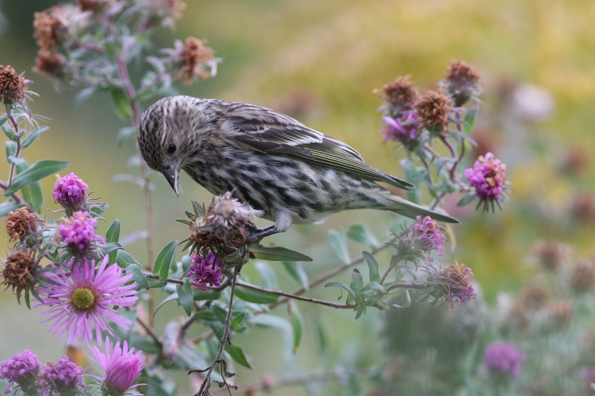 Pine Siskin (Northern) - ML274177631