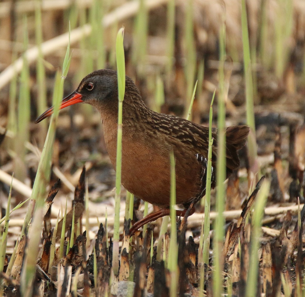 Virginia Rail - ML27417801