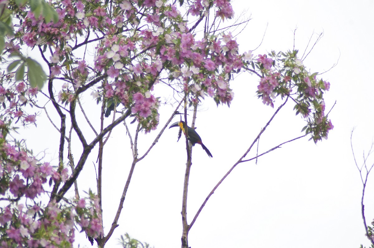 Channel-billed Toucan - Albert Aguiar