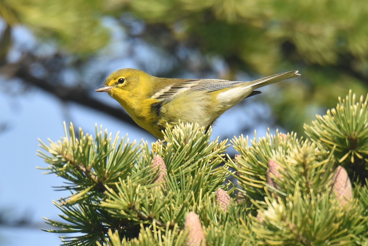 Pine Warbler - ML274182301