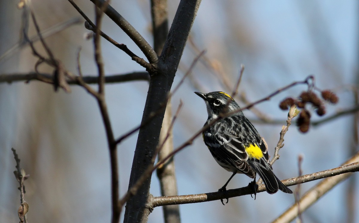 Пісняр-лісовик жовтогузий (підвид coronata) - ML27418331