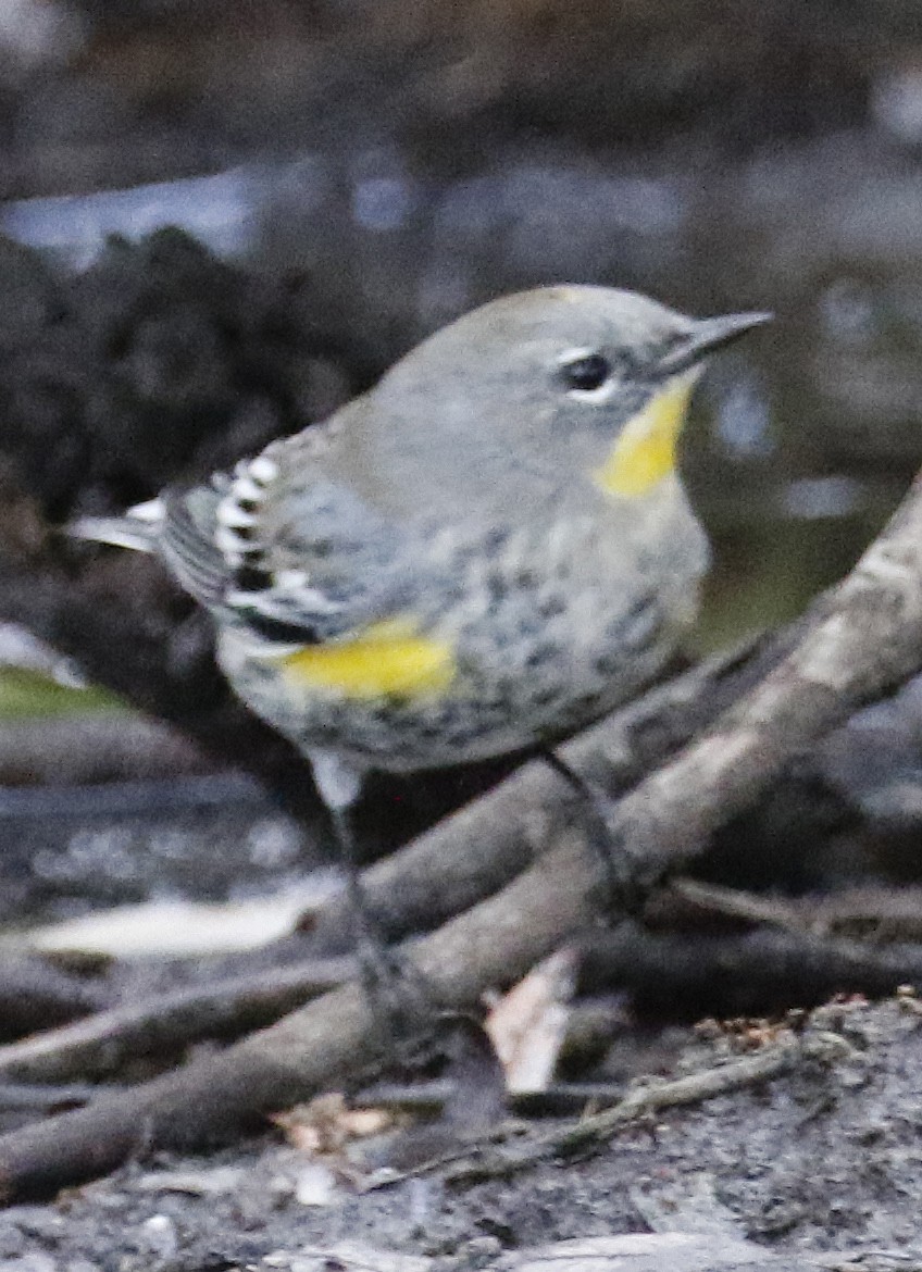 Yellow-rumped Warbler - George Nothhelfer