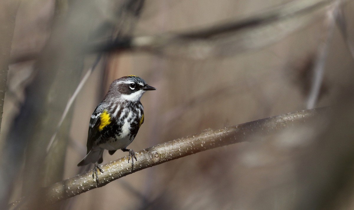 Yellow-rumped Warbler (Myrtle) - ML27418521