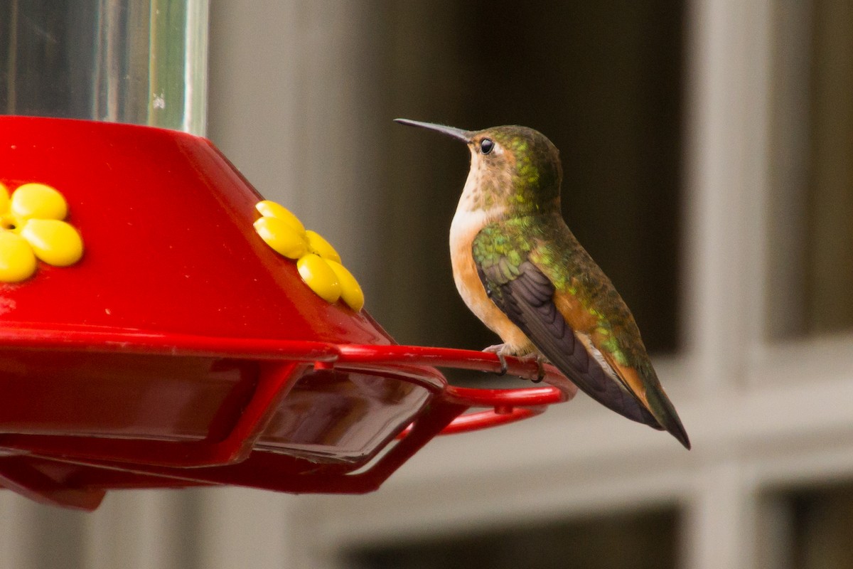 Rufous Hummingbird - Christy Hibsch