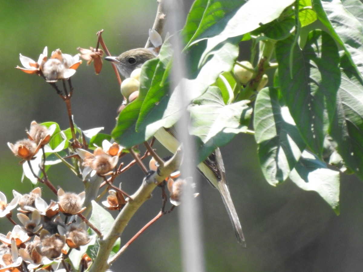 Yellow-bellied Elaenia - Silvia Benoist