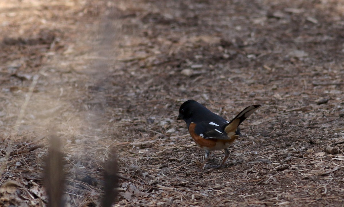 Eastern Towhee - Jay McGowan