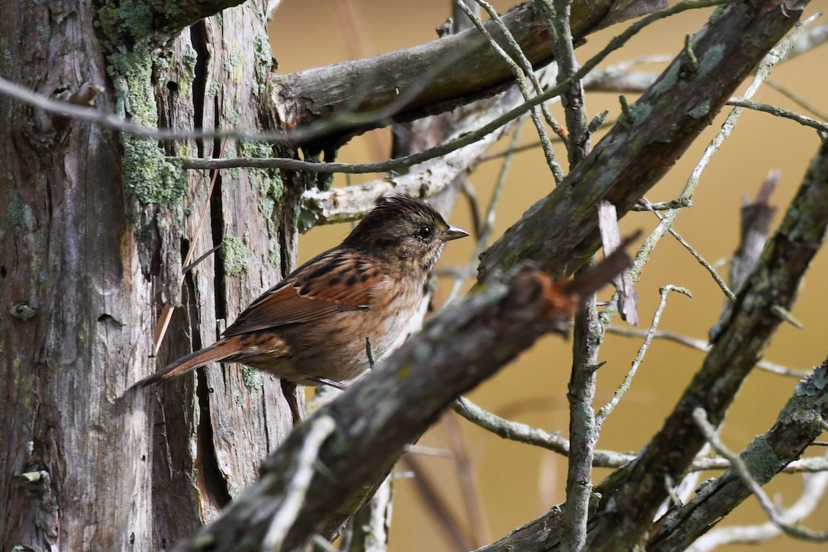 Swamp Sparrow - Paul Nale