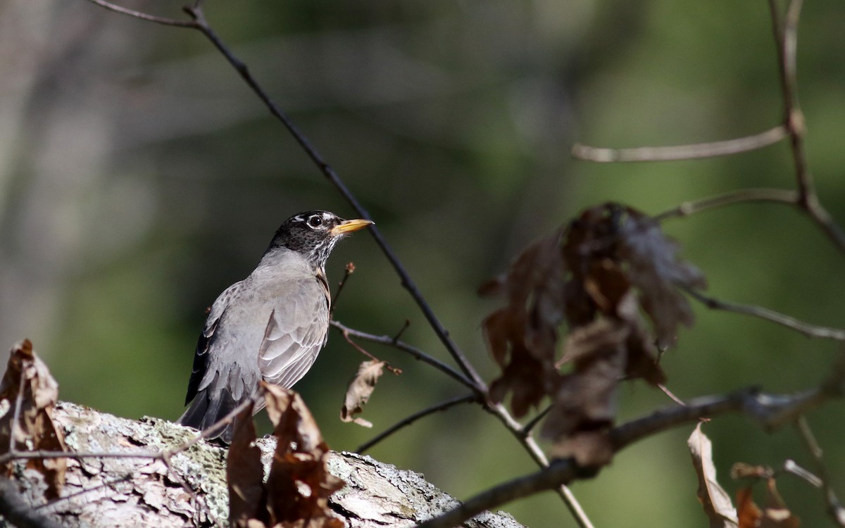 American Robin - Jay McGowan