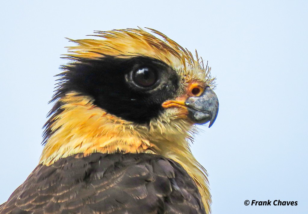 Laughing Falcon - Frank Chaves Barquero