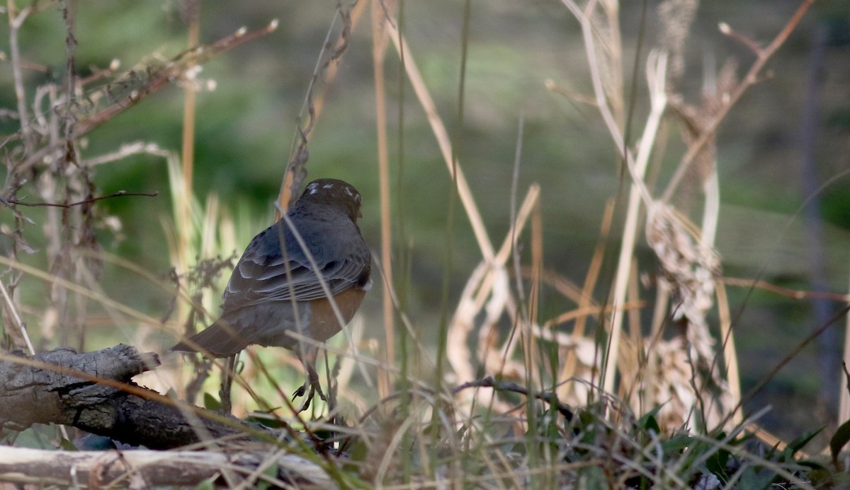 American Robin - ML27418691