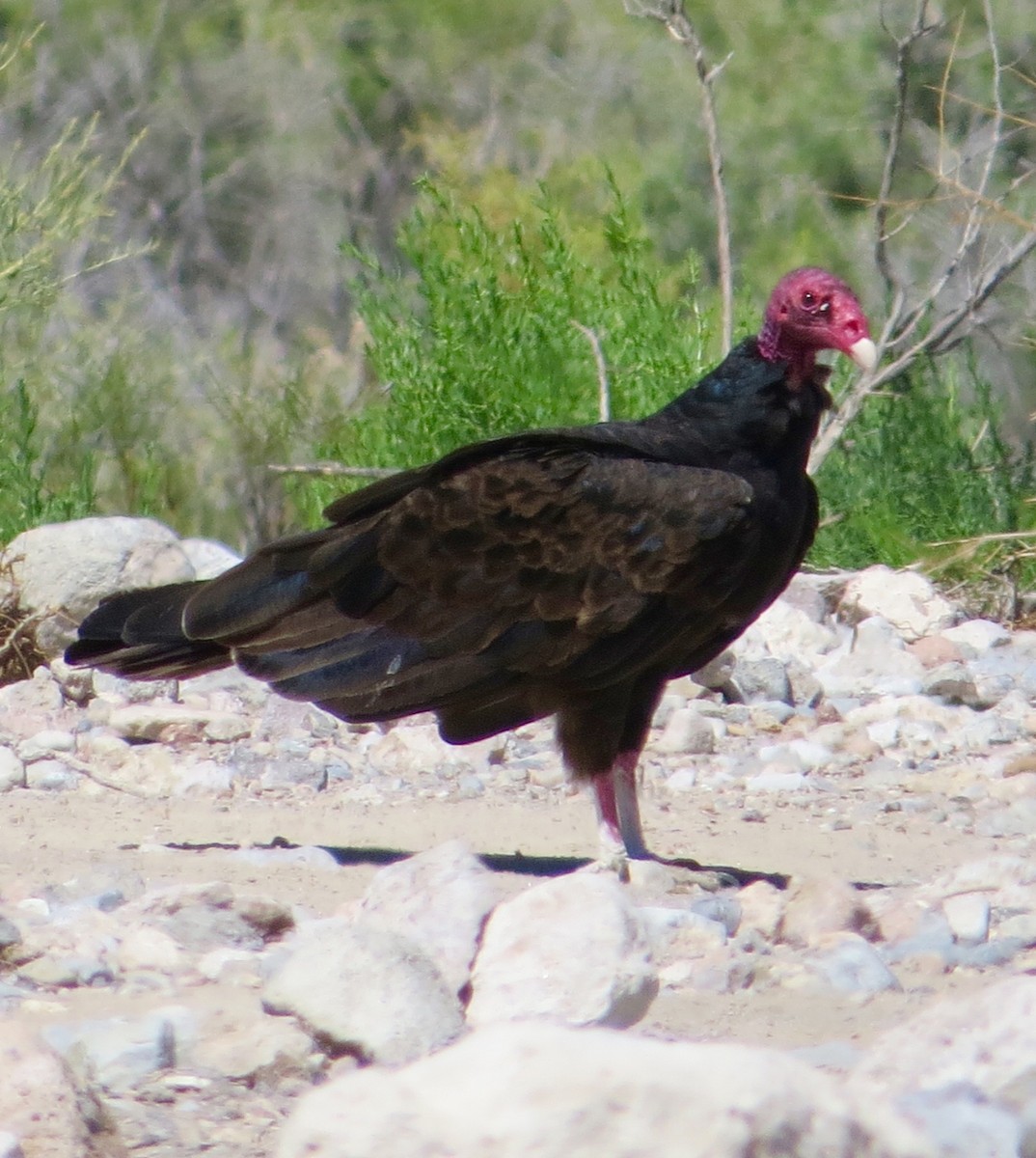 Turkey Vulture - ML27418701