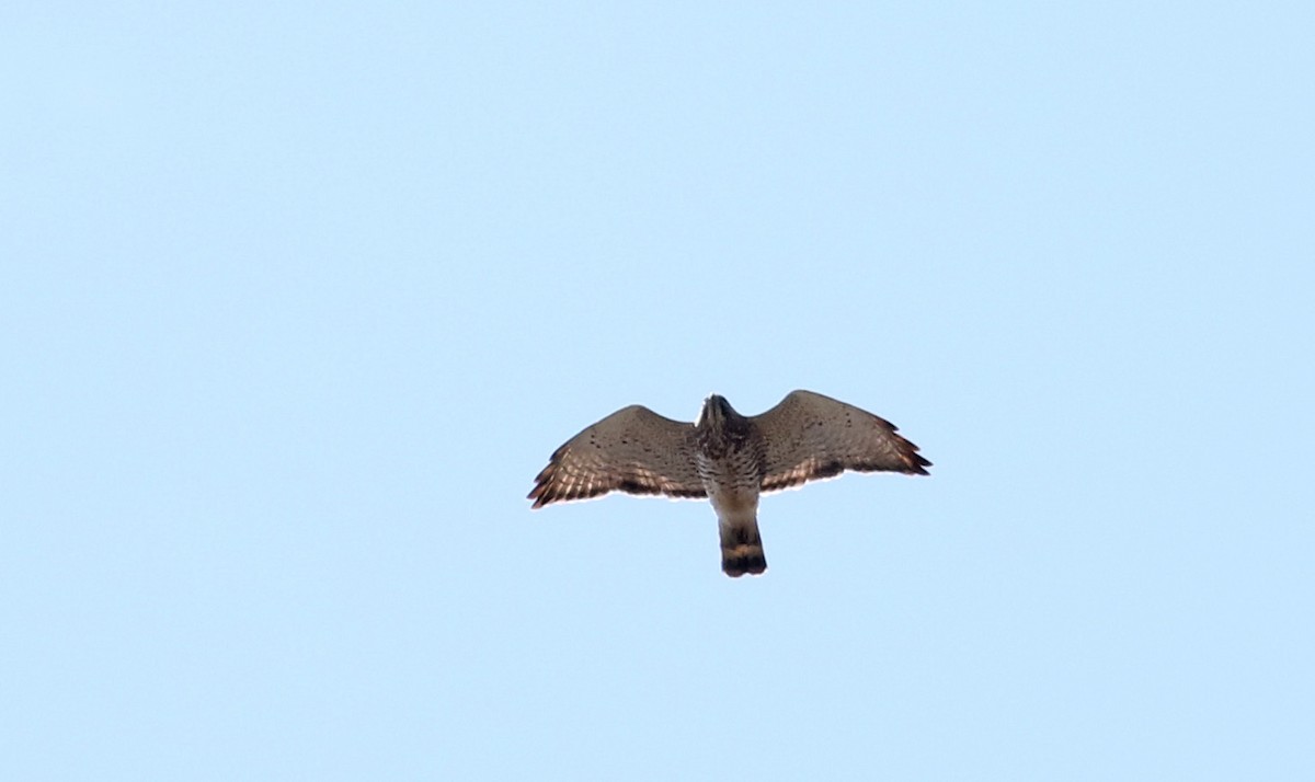 Broad-winged Hawk - ML27418761