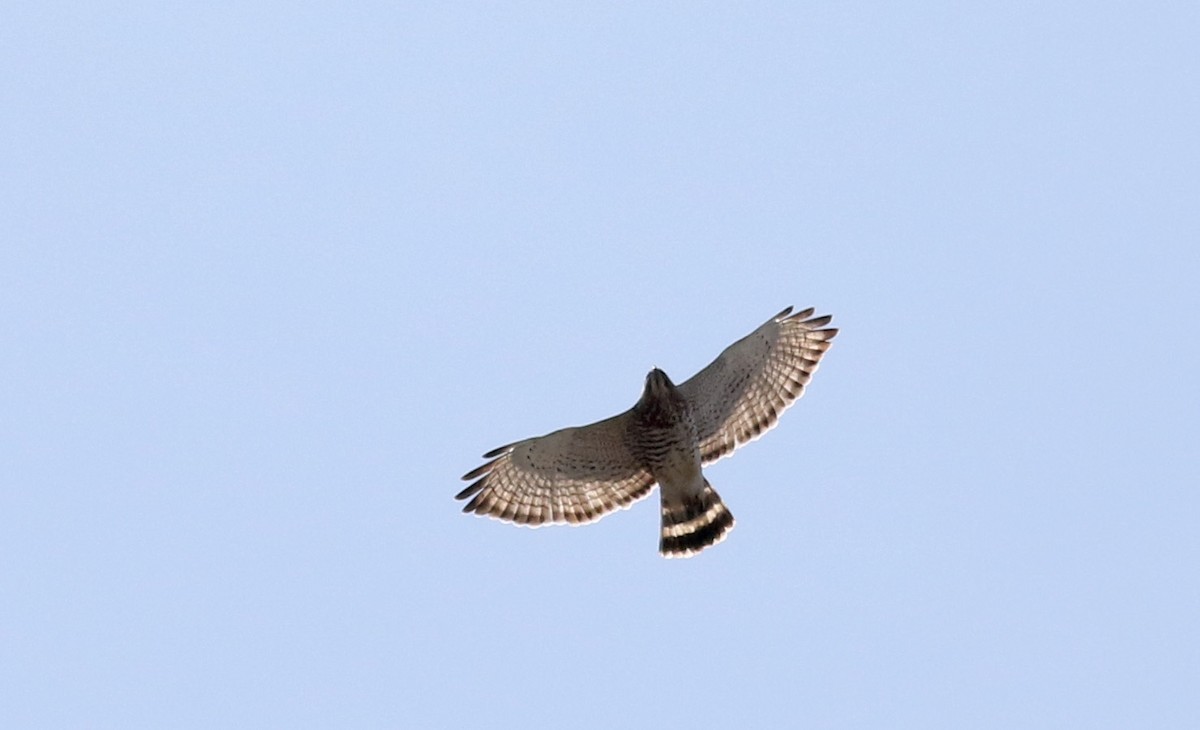 Broad-winged Hawk - ML27418781