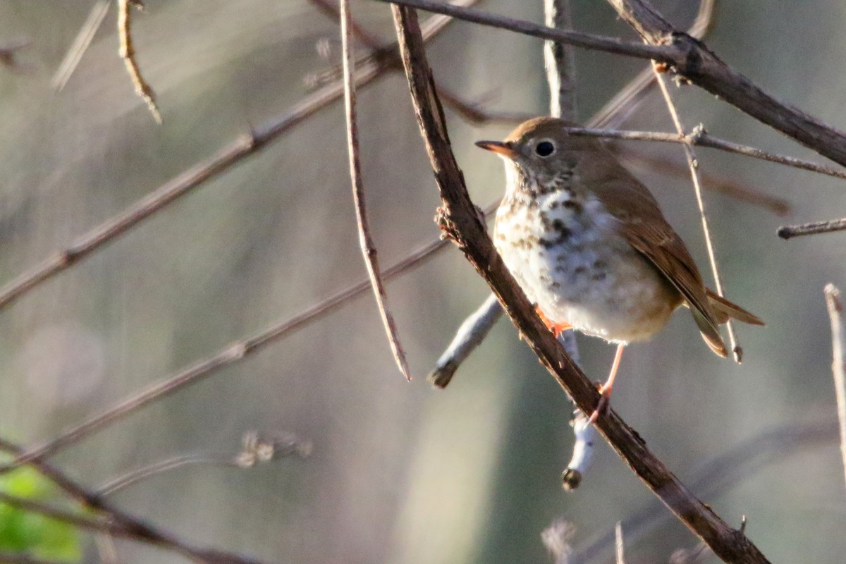 Hermit Thrush - ML27418951