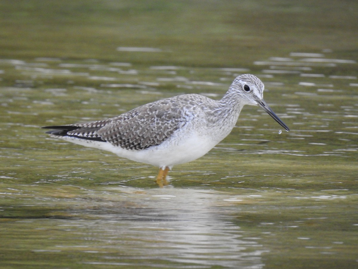 Greater Yellowlegs - Sean  Mecredy