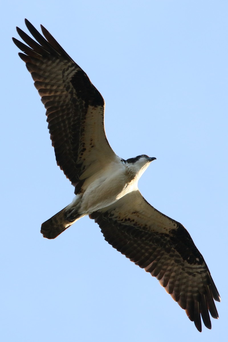 Águila Pescadora - ML27418981