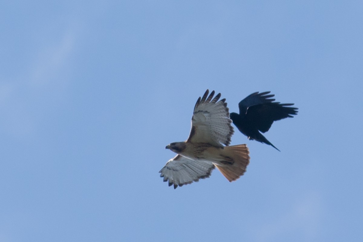 Red-tailed Hawk - ML27419071