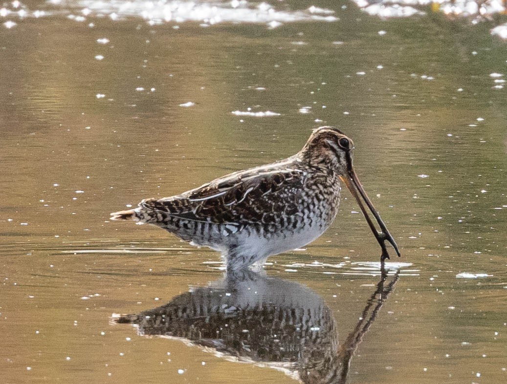 Wilson's Snipe - ML274190891