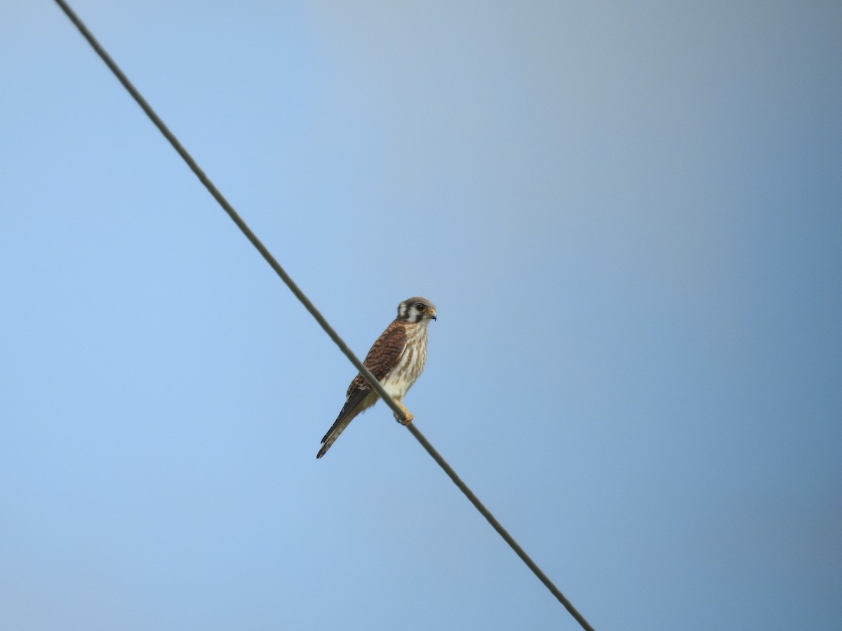 American Kestrel - ML274192321