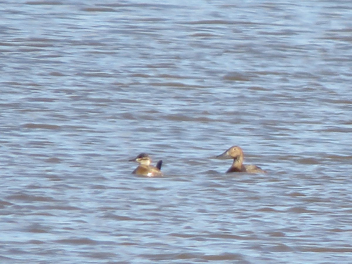 Ruddy Duck - ML274193021