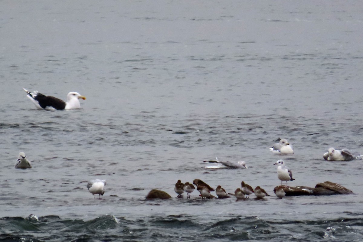 Great Black-backed Gull - ML274193121