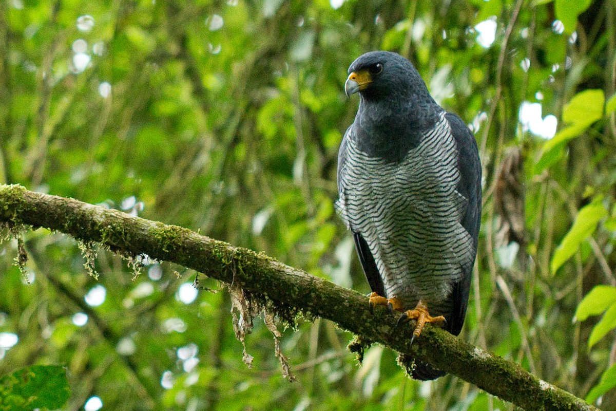 Barred Hawk - David Robichaud