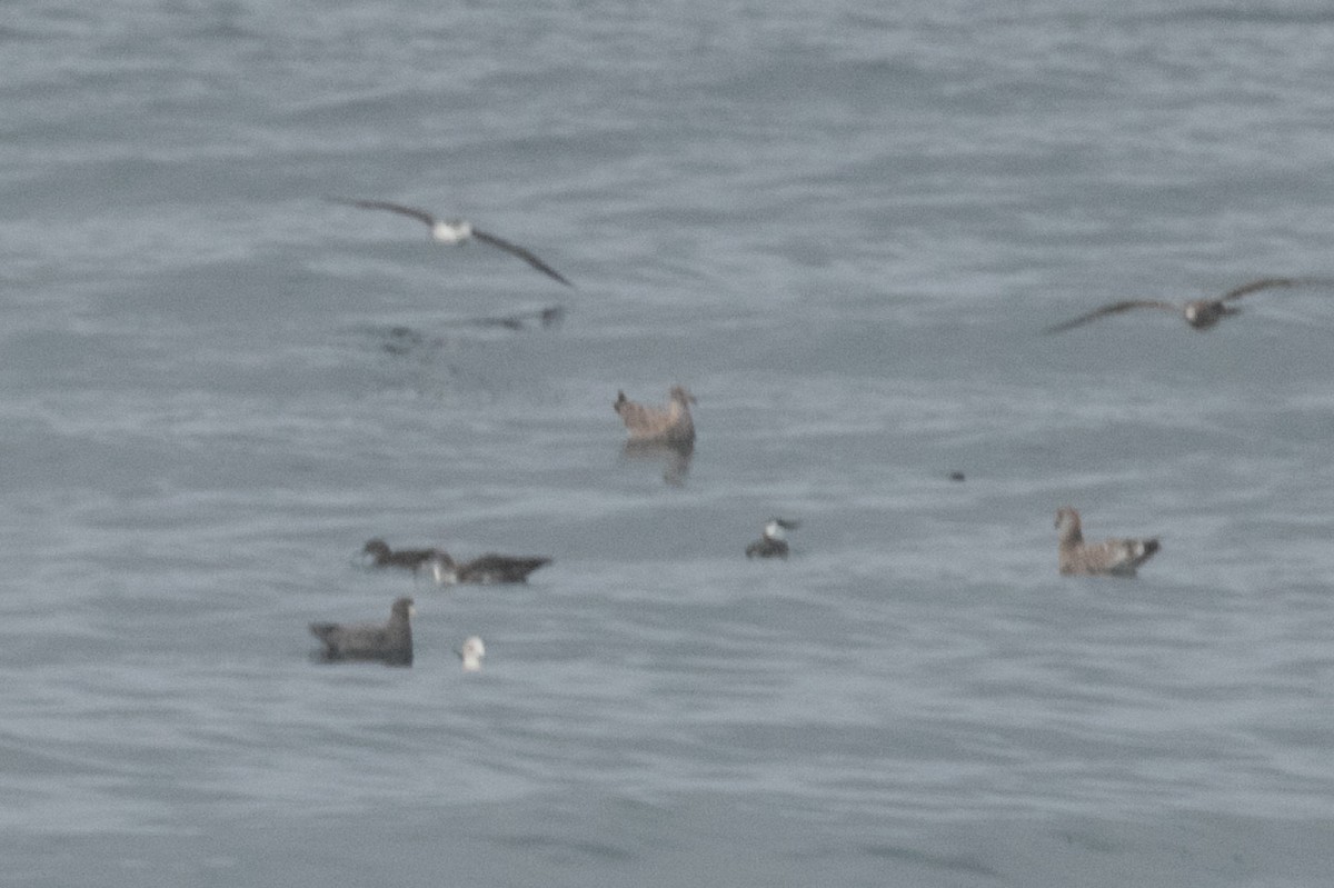 Streaked Shearwater - ML274193671