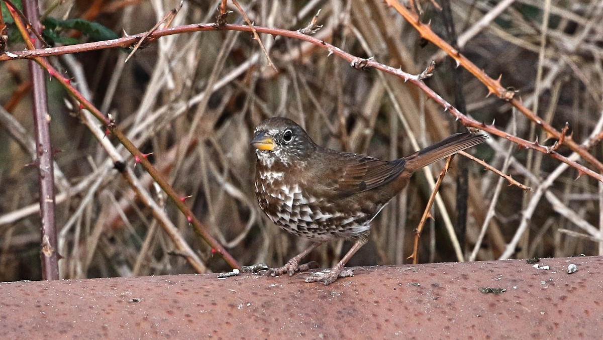 Fox Sparrow - ML274195181