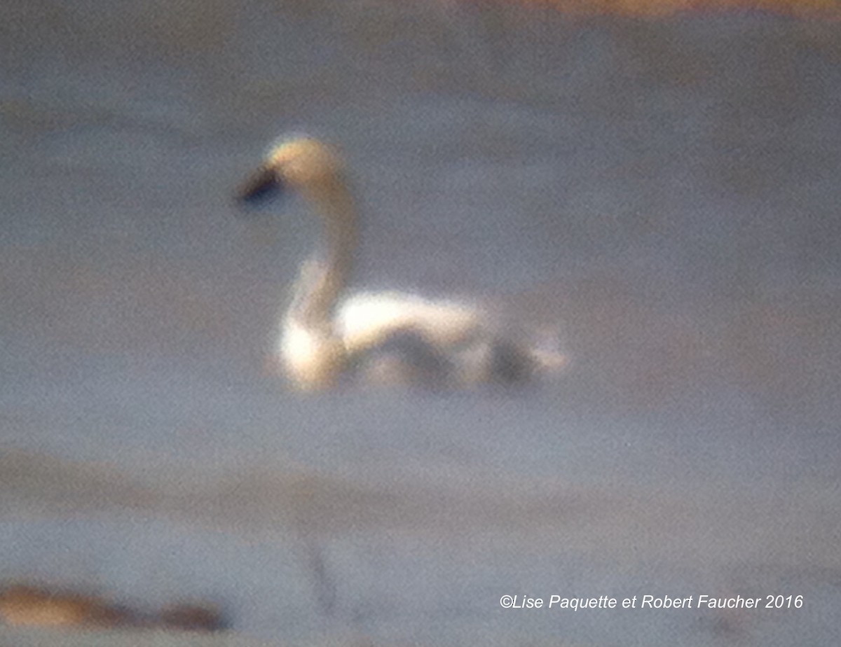 Tundra Swan - Lise Paquette  Robert Faucher