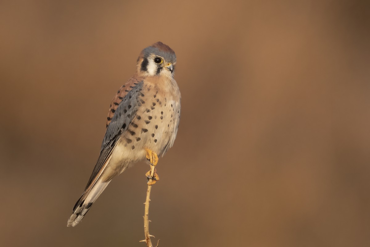 American Kestrel - ML274196761